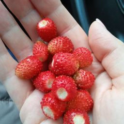 Tricochka