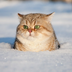 Bastet123