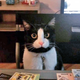 ������ ������������ kitkeet