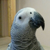 Chilavek2007