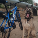 ������ ������������ dogssoul