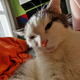 ������ ������������ catonine