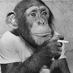 rastamonkey