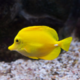 Аватар пользователя Tropical.Fish18