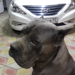 Sultan22xx