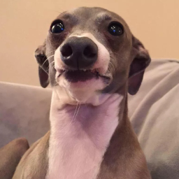 Собака дженны марблс кермит. Марблс собака. Марблс собака. Собаки дженны марблс. Левретка кермит.