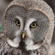 Аватар пользователя OwlSuperior