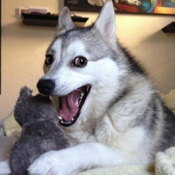 RiaSkoosa