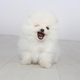 ������ ������������ partypomeranian