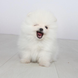 partypomeranian