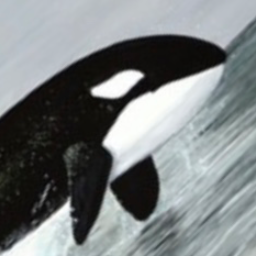 OrcaOrca