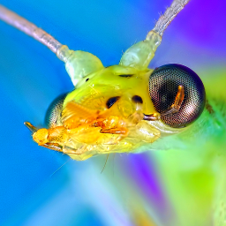 mikrofoto