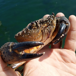 blackseacrabster