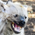 hyhyena