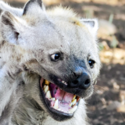hyhyena
