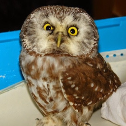 Сыч дом совы. Сова карликовый сыч. Совы референс сыч. Воробьиный сыч домашний. Карликовый филин.