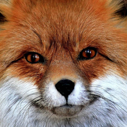 lllFoxlll