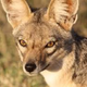 ������ ������������ Jackal09