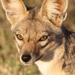 Jackal09