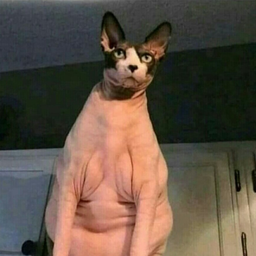 PvLTim