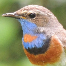 SolovinajaPesnia