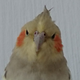 ������ ������������ MadTiel