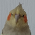 MadTiel