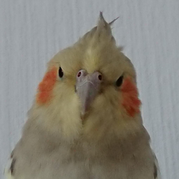 MadTiel