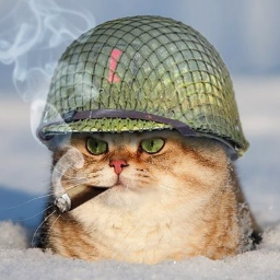Кот в шлеме