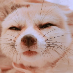 Подозрительная лиса. Подозрительная лиса порода. Лиса с подозрительным взглядом. Подозрительная лиса Мем