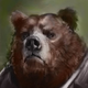 ������ ������������ Esk0bear