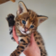 ������ ������������ Savannahcat