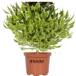 Ifraim