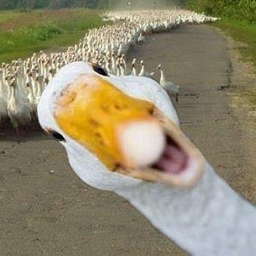 drstrangegoose