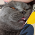 zupik