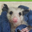 DeadAsOpossum