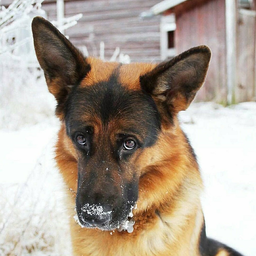 SigiZlo