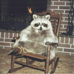 FatRacoon89
