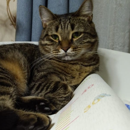 Kamishio