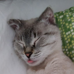KatKat163