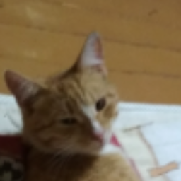 TomaDa
