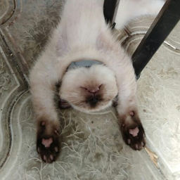 chesh1rscat