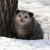 zlopossum