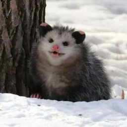 zlopossum