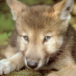 wolfionaf