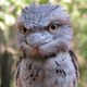 ������ ������������ bird1419