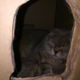 ������ ������������ haventcat