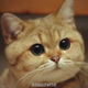 ������ ������������ ajlexVendor