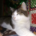 SimpleCatty