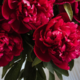 ������ ������������ marianris